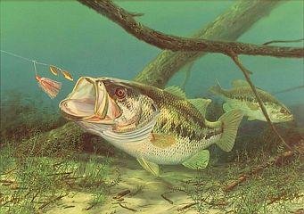 largemouth-bass-painting-29.JPG